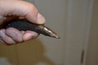 An extremely rare Late Neolithic-Early Bronze Age Antler Pressure flaker, Swiss Lake Villages.  SOLD