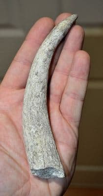 An extremely rare Late Neolithic / Early Bronze age Antler Pressure Flaker tool (used for making barb & tang points etc), Southern Germany.