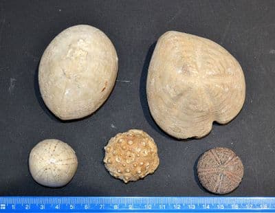 An interesting and great value group of 5 x Fossil Sea Urchins, Ex Old UK collection SOLD