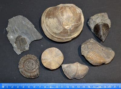 An interesting and great value group of 8 x large Fossils, Ex Old UK collection (Lot 1) SOLD