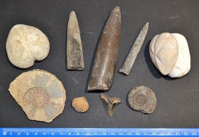 An interesting and great value group of 9 x large Fossils, Ex Old UK collection (Lot 3) SOLD