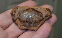 An interesting fossilised Crab, Red Crag Deposits, Felixstowe, Suffolk. SOLD