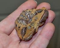An interesting fossilised Crab, Red Crag Deposits, Felixstowe, Suffolk. SOLD