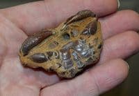 An interesting fossilised Crab, Red Crag Deposits, Felixstowe, Suffolk. SOLD