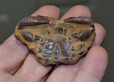 An interesting fossilised Crab, Red Crag Deposits, Felixstowe, Suffolk. SOLD