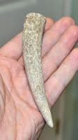 An unfinished Anglo Saxon Deer antler knife handle, Saxon workshop site, Ipswich, Suffolk. SOLD