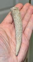 An unfinished Anglo Saxon Deer antler knife handle, Saxon workshop site, Ipswich, Suffolk. SOLD