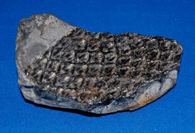 Fossilised segment of bark from a Lepidodendron tree