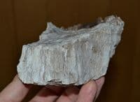 Large section of Fossil tree / wood, Cypress like conifer tree, Isle of Portland, Dorset (N96) SOLD