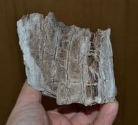 Large section of Fossil tree / wood, Cypress like conifer tree, Isle of Portland, Dorset (N96) SOLD
