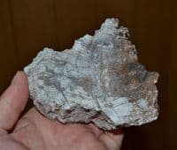 Large section of Fossil tree / wood, Cypress like conifer tree, Isle of Portland, Dorset (N96) SOLD