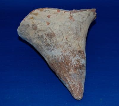 The base of a large Roman red ware pottery Amphora from Tunisia, North Africa. SOLD