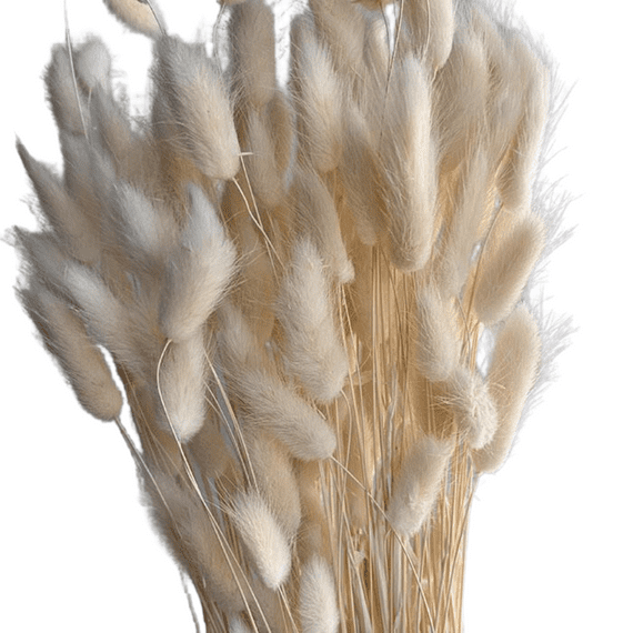Dried Bunny Tails Creamy White - Pack of 3