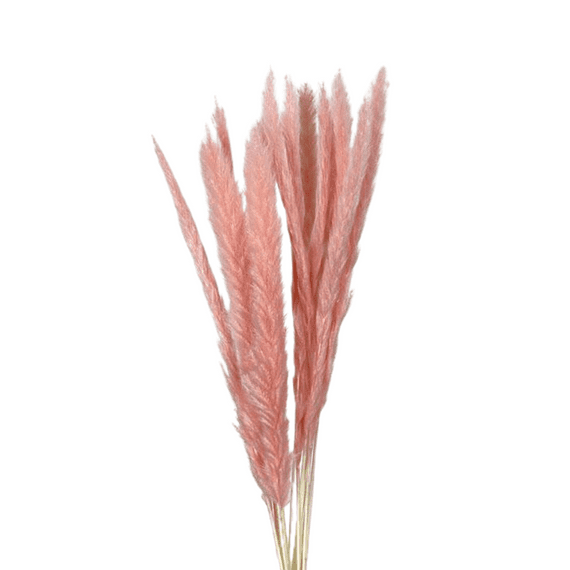 Dried Mini Pampas Pink - Pack of 3