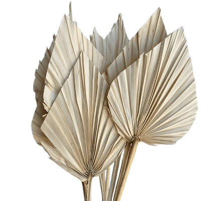 Dried Palm Spear Ivory (Single)