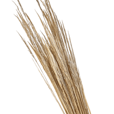 Dried Peruvian Feather Grass - Pack of 3