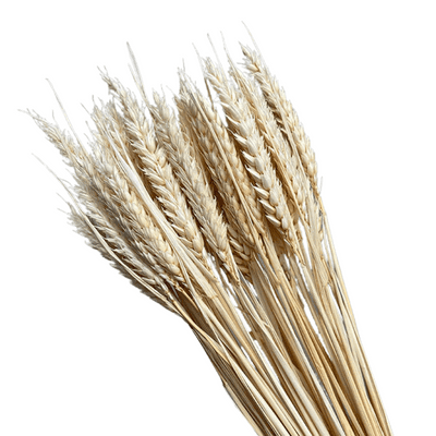 Dried Wheat - Pack of 3