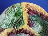 (Sold) Victorian Majolica Begonia Leaf Plate c1880 #3
