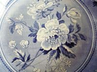 Lovely Spode Botanical Series Soup Plate c1820