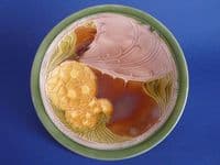 Minton Secessionist Ware 'Wild Rose' Plate c1915 (Sold)