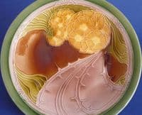 Minton Secessionist Ware 'Wild Rose' Plate c1915 (Sold)