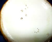 Rare Forester's Aesthetic Movement Majolica 'Butterfly and Flower' Jug c1880