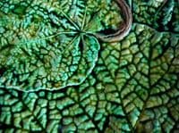 Rare Vibrant French Majolica Begonia Leaf Plate c1880