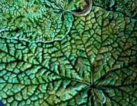 Rare Vibrant French Majolica Begonia Leaf Plate c1880