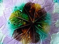 Stunning Majolica Overlapping Maple Leaf Plate c1880 #1