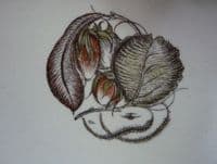Susie Cooper Pottery 'Hazelwood' Biscuit Plate c1959