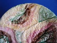 Victorian Majolica Begonia Leaf Plate c1880 #4