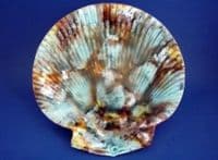 Wedgwood Majolica Mottled Scallop Shell Plate c1867 #2