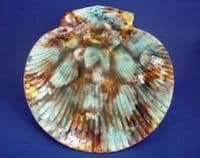 Wedgwood Majolica Mottled Scallop Shell Plate c1867 #2