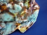Wedgwood Majolica Mottled Scallop Shell Plate c1867 #2