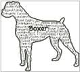 Boxer In Words