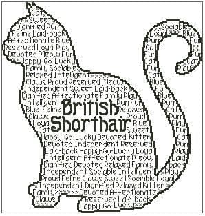 British Shorthair In Words