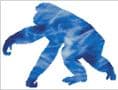 Chimpanzee Spirit Guide