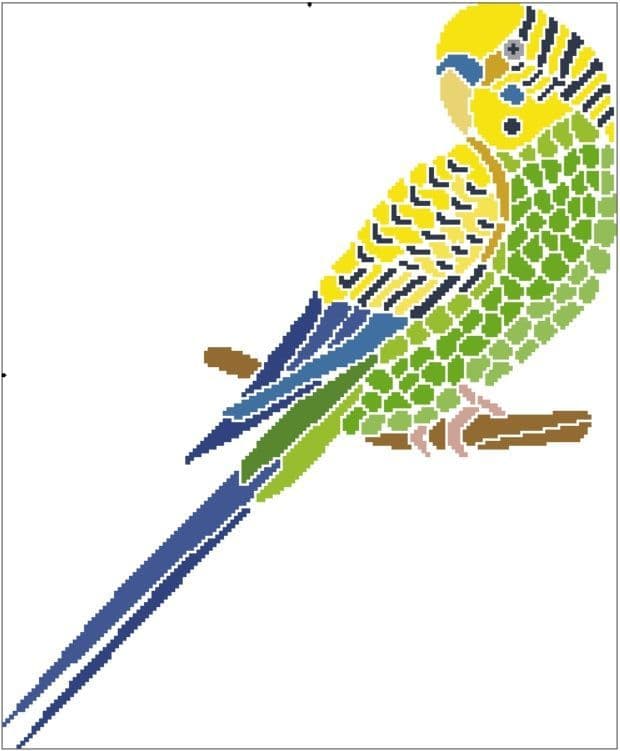 Fractured Budgie