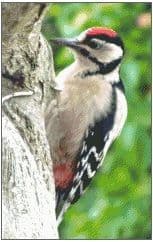Greater Spotted Woodpecker