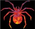Kaleidoscope Spider