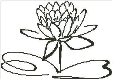 Lotus Flower