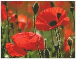 Poppies