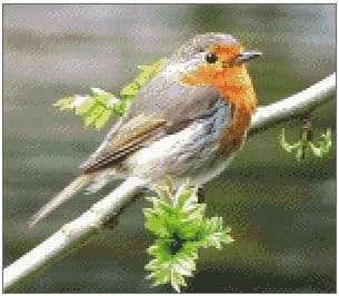 Robin Red Breast