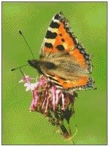Small Tortoiseshell Butterfly