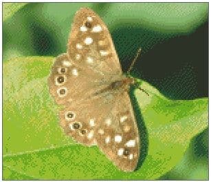 Speckled Wood Butterfly
