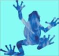 Tree Frog Spirit Guide