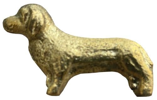 Dachshund dog, Gold.