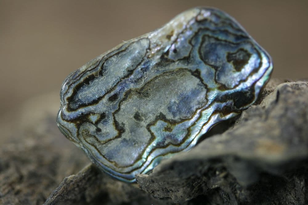 Albourne Shell Abalone Shell