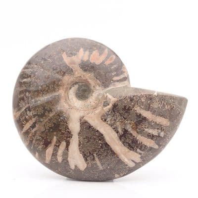 Ammonite 5