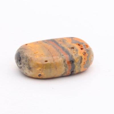 Bumblebee Jasper 2